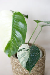 Monstera mint